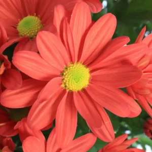 Chrysanthemum Indicum Milton Orange