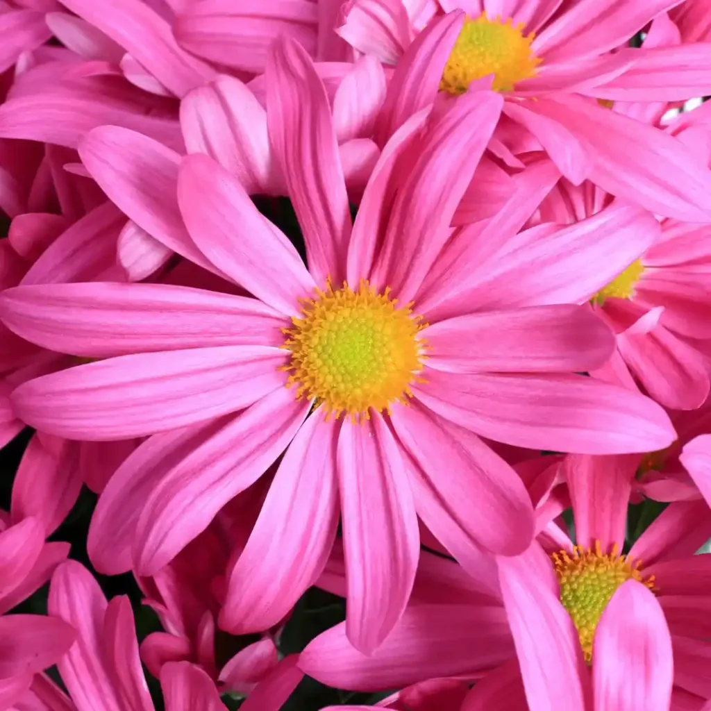 Chrysanthemum Indicum Milton Pink
