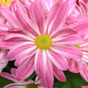 Chrysanthemum Indicum Milton Pink Bicolor