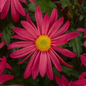 Chrysanthemum Indicum Milton Plum
