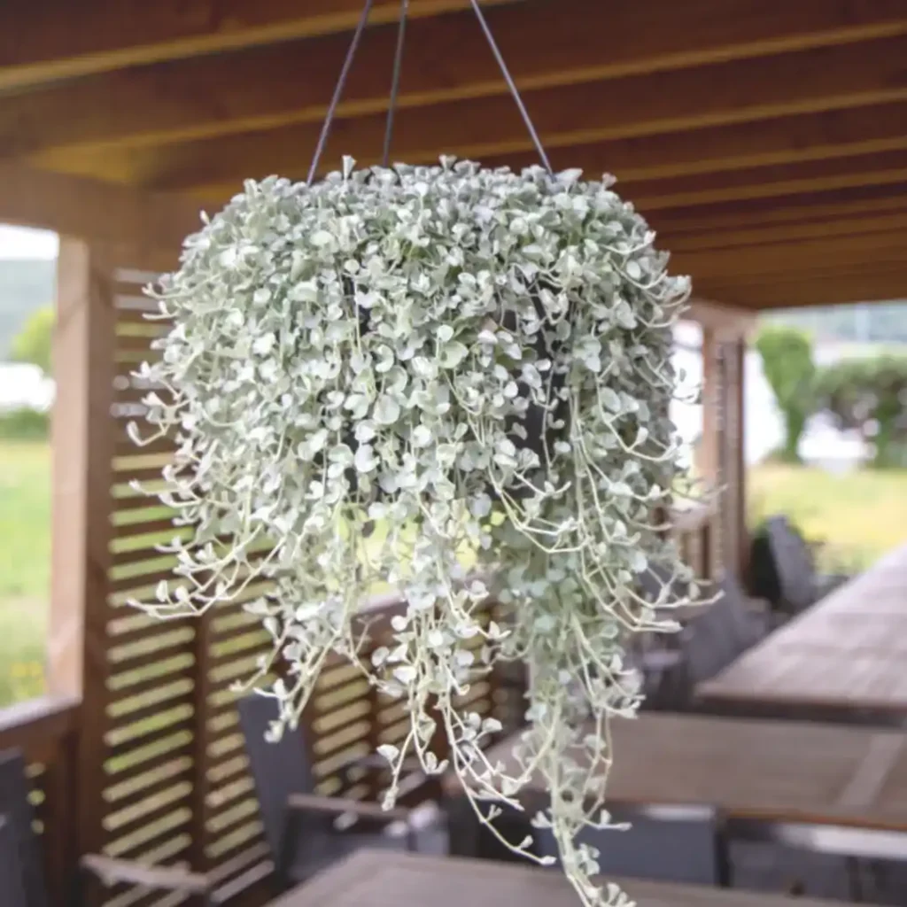 Dichondra Argentea Silversurfer