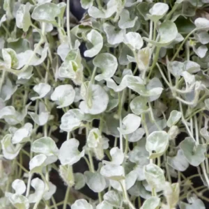 Dichondra Argentea Silversurfer