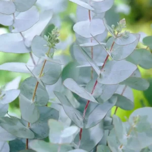 Eucalyptus Pulverulenta Baby Blue