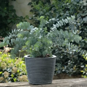 Eucalyptus Pulverulenta Baby Blue