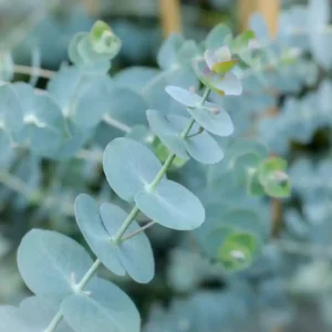 Eucalyptus Pulverulenta Baby Blue