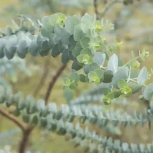 Eucalyptus Pulverulenta Silver Dollar