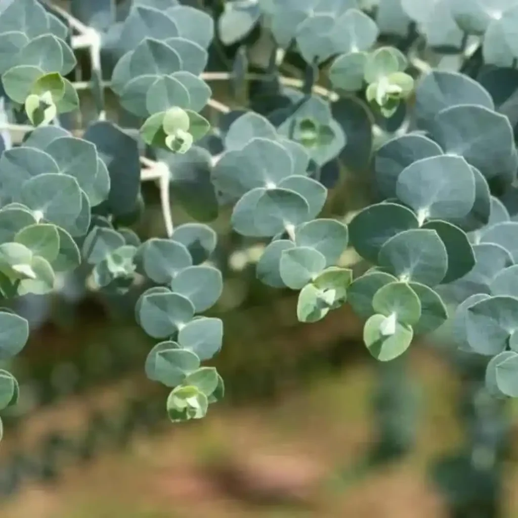 Eucalyptus Pulverulenta Silver Dollar