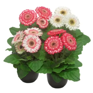 Gerbera Sundayz Midi Berries & Cream