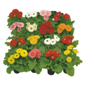 Gerbera Sundayz Midi Mix