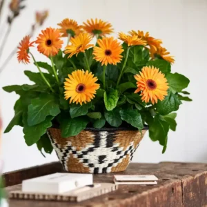 Gerbera Flori line Giant Golden Yellow