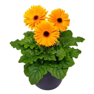 Gerbera Flori line Giant Golden Yellow BC