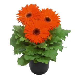 Gerbera Flori line Giant Orange