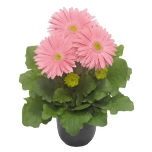 Gerbera Flori line Giant Pink