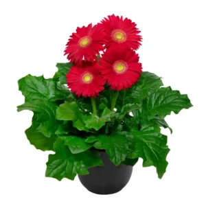 Gerbera Flori line Giant Red