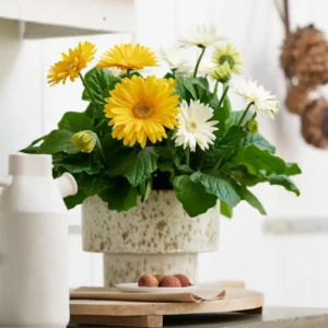 Gerbera Flori line Giant White Giant Yellow