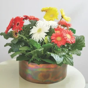 Gerbera Flori line Giant White Yellow Coral BC