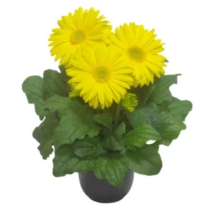 Gerbera Flori line Giant Yellow