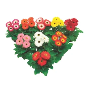 Gerbera Flori line Maxi Select Mix Black Center