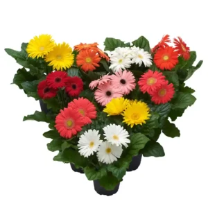 Gerbera Flori line Maxi Spring Mix