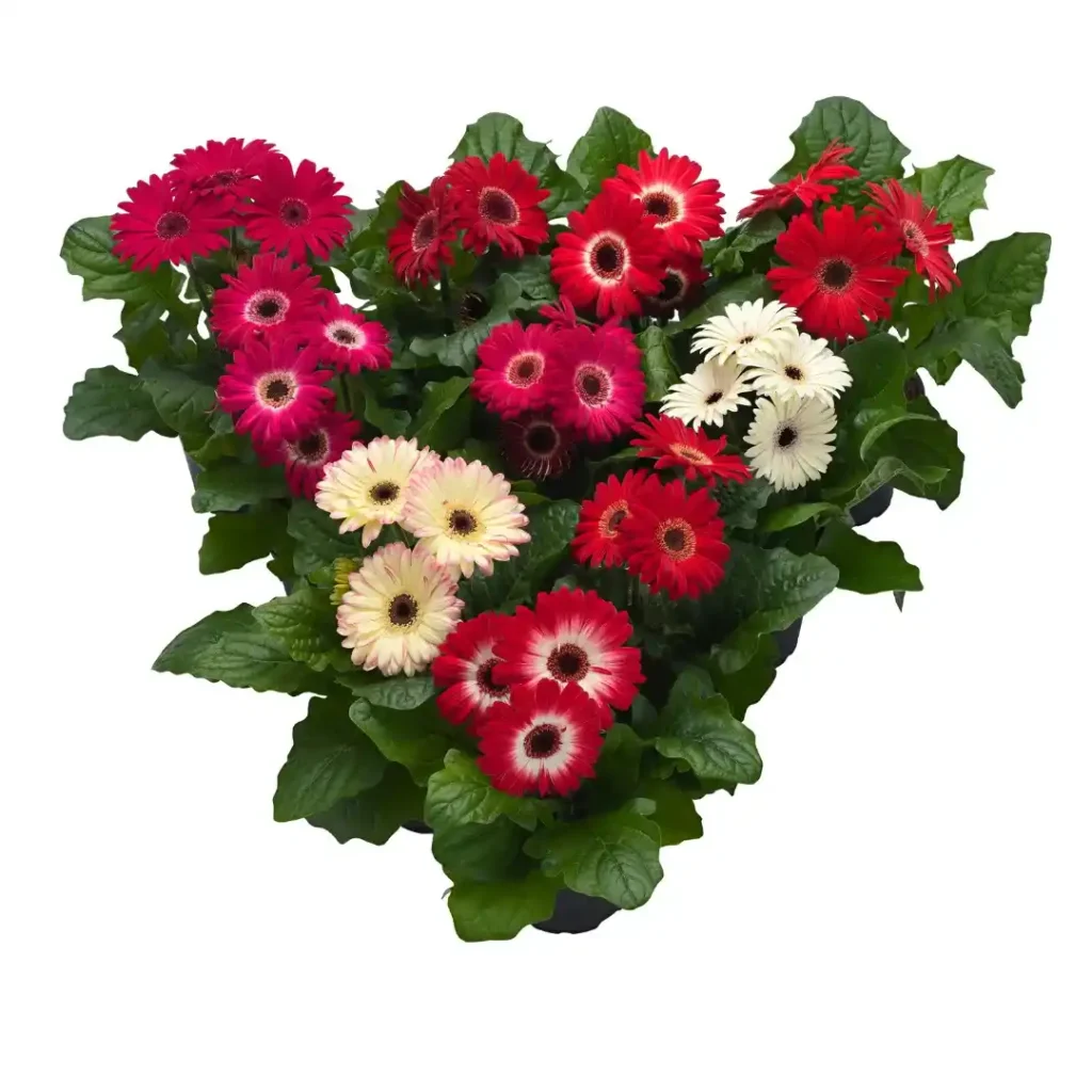 Gerbera Flori line Maxi Winter Mix