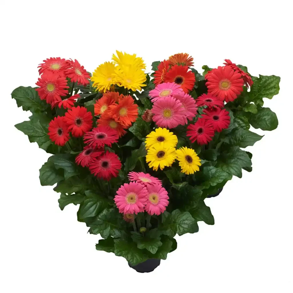 Gerbera Flori line Midi Summer Mix