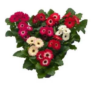 Gerbera Flori line Midi Winter Mix