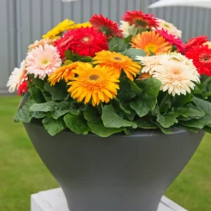 Gerbera Sundayz Maxi Mix