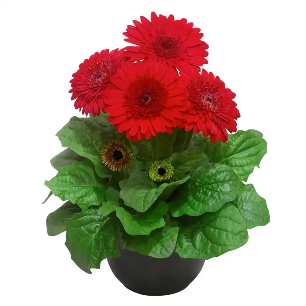 Gerbera Sundayz Maxi Red