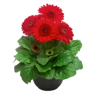 Gerbera Sundayz Maxi Red