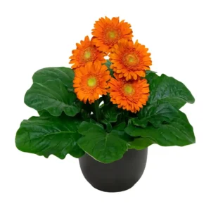 Gerbera Sundayz Mini Orange