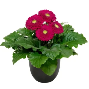 Gerbera Sundayz Mini Purple