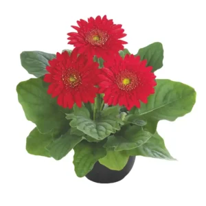 Gerbera Sundayz Mini Red