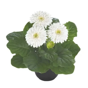 Gerbera Sundayz Mini White