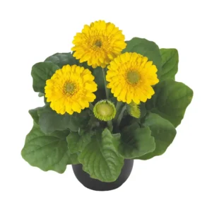 Gerbera Sundayz Mini Yellow