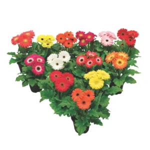 Gerbera Flori line Mini Select Mix