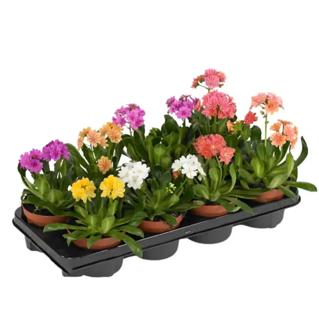 Lewisia Cotyledon Elise Mix