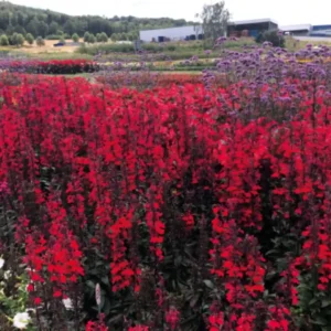 Lobelia Speciosa Fan