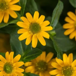 Sanvitalia Queen of Sunlight