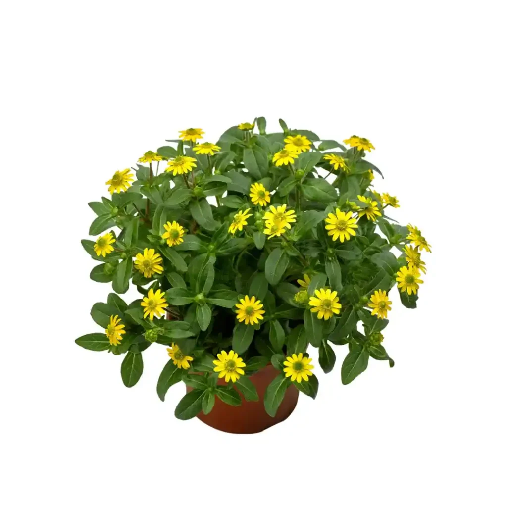 Sanvitalia Queen of Sunlight