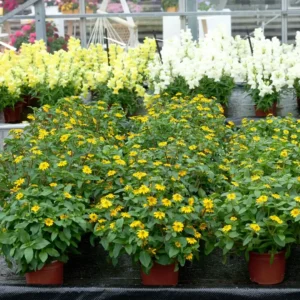 Sanvitalia Queen of Sunlight