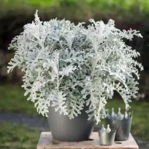 Senecio Cineraria Silverdust