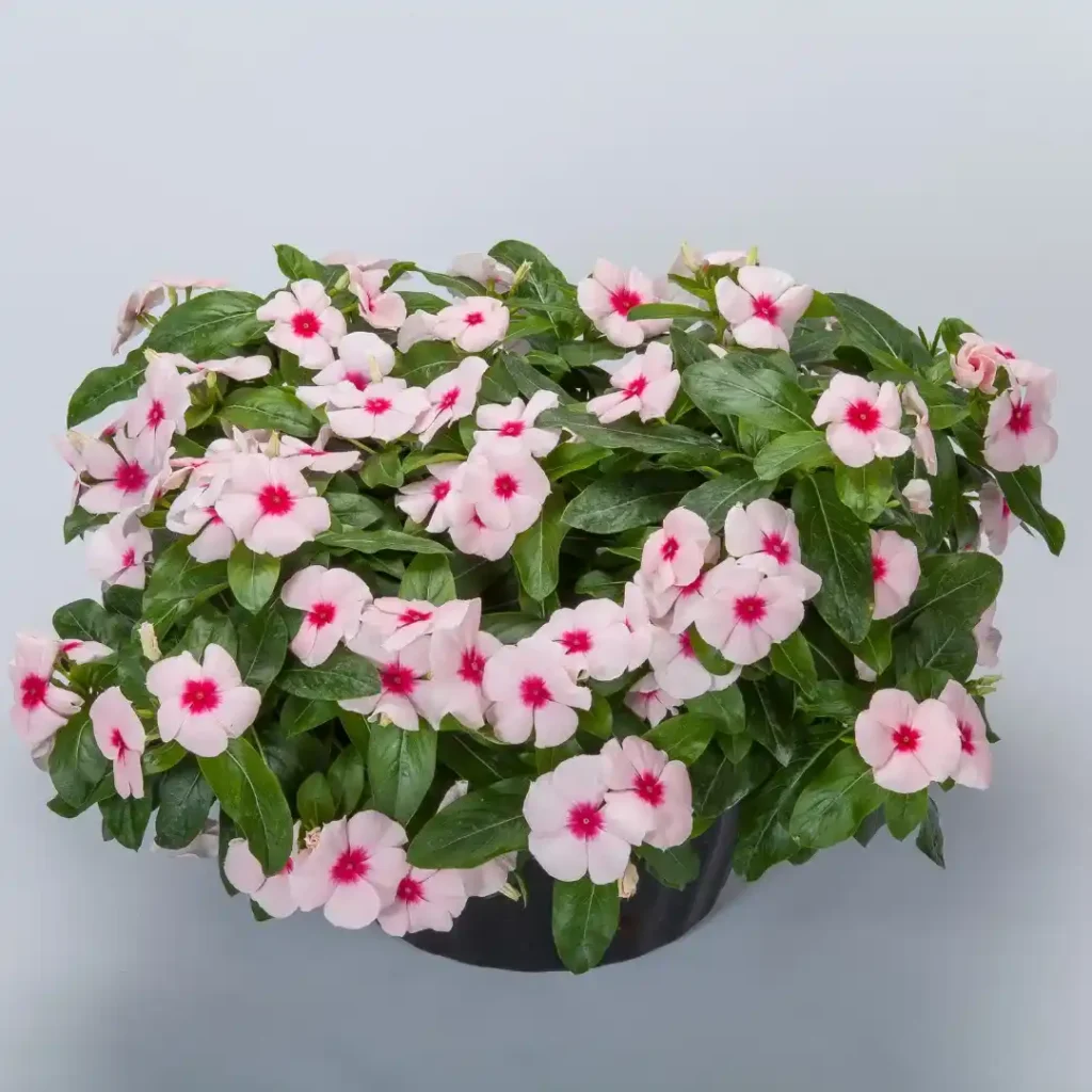 Vinca Cora Cascade XDR Apricot