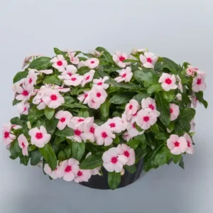 Vinca Cora Cascade XDR Apricot