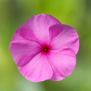 Vinca Cora Cascade XDR Lilac