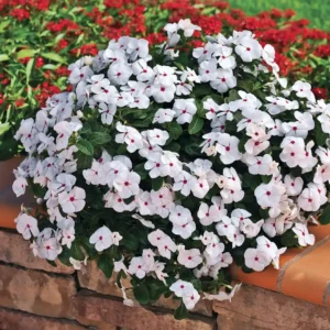 Vinca Cora Cascade XDR Polka Dot