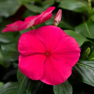 Vinca Cora Cascade XDR Punch