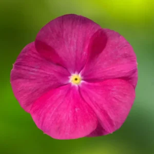 Vinca Cora Cascade XDR Violet