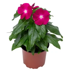 Vinca Cora XDR Cranberry