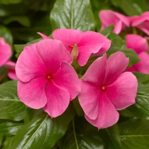 Vinca Cora XDR Deep Strawberry