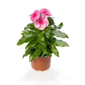 Vinca Cora XDR Light Strawberry Splash
